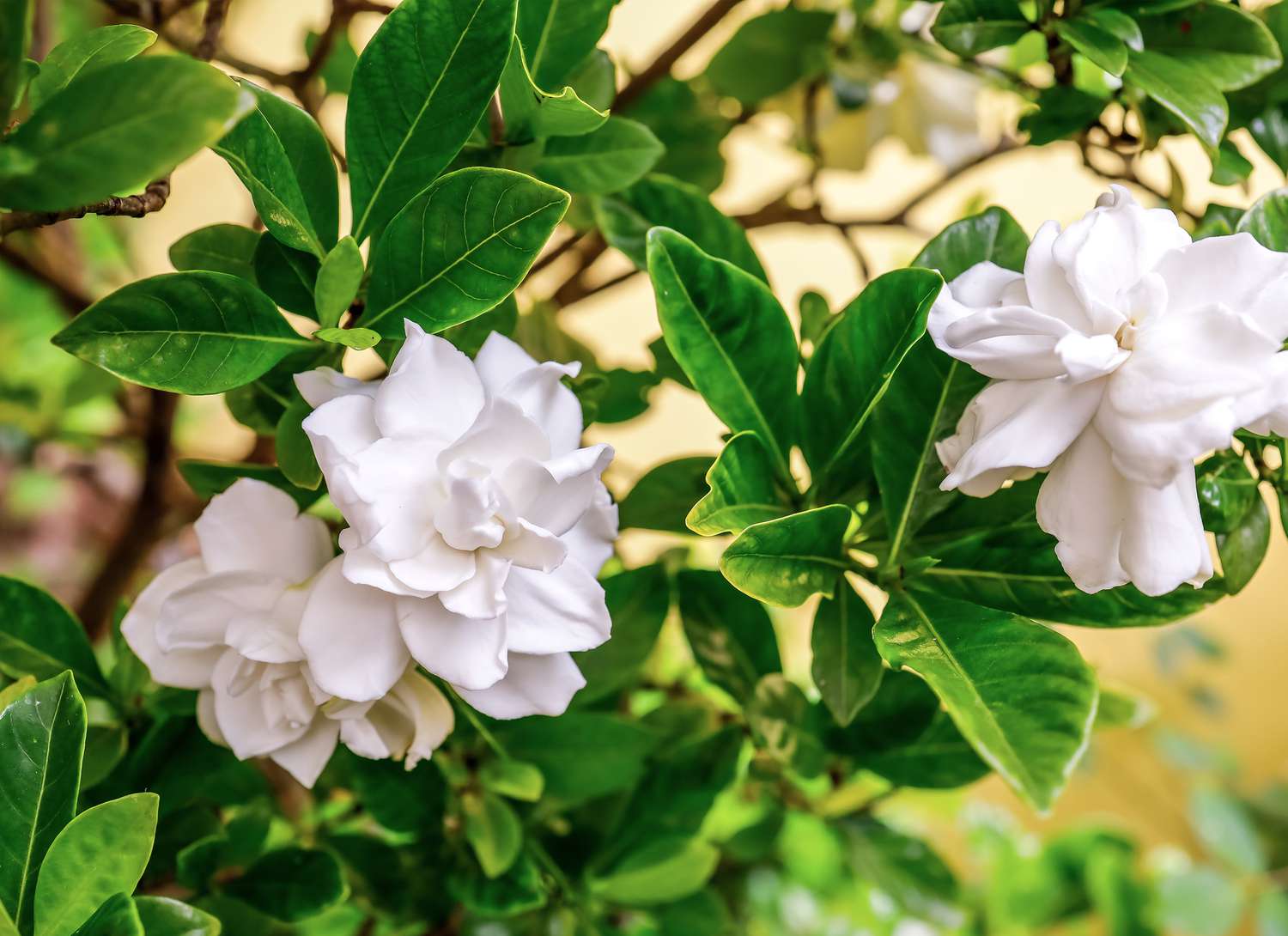 a gardenia bush with multiple white blooms 