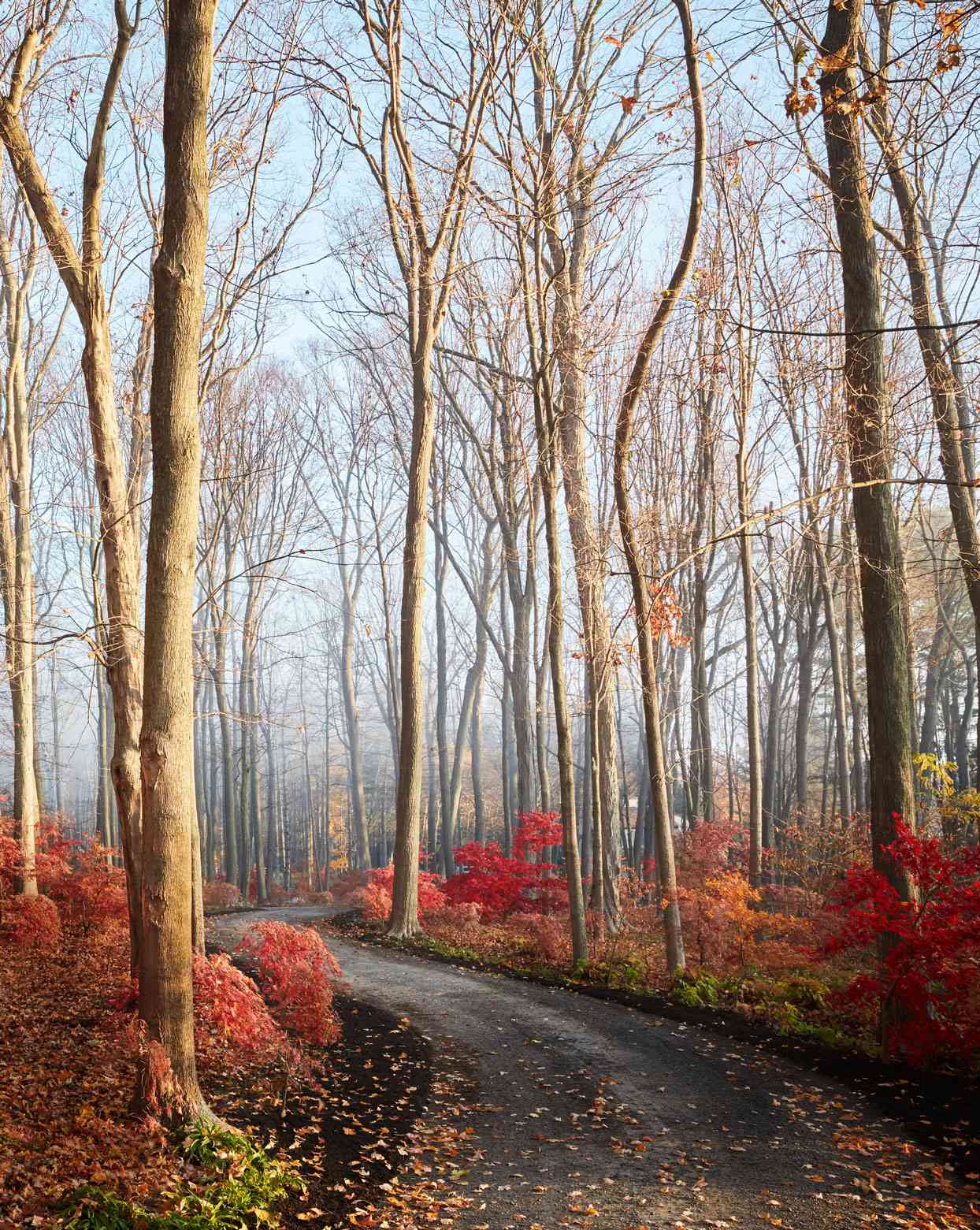 grove of japanese maple trees in fall