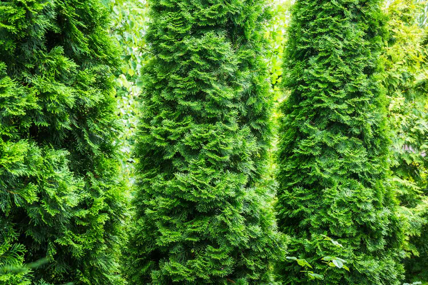 Thuja Occidentalis / Arborvitae âAmericanâ shrubs