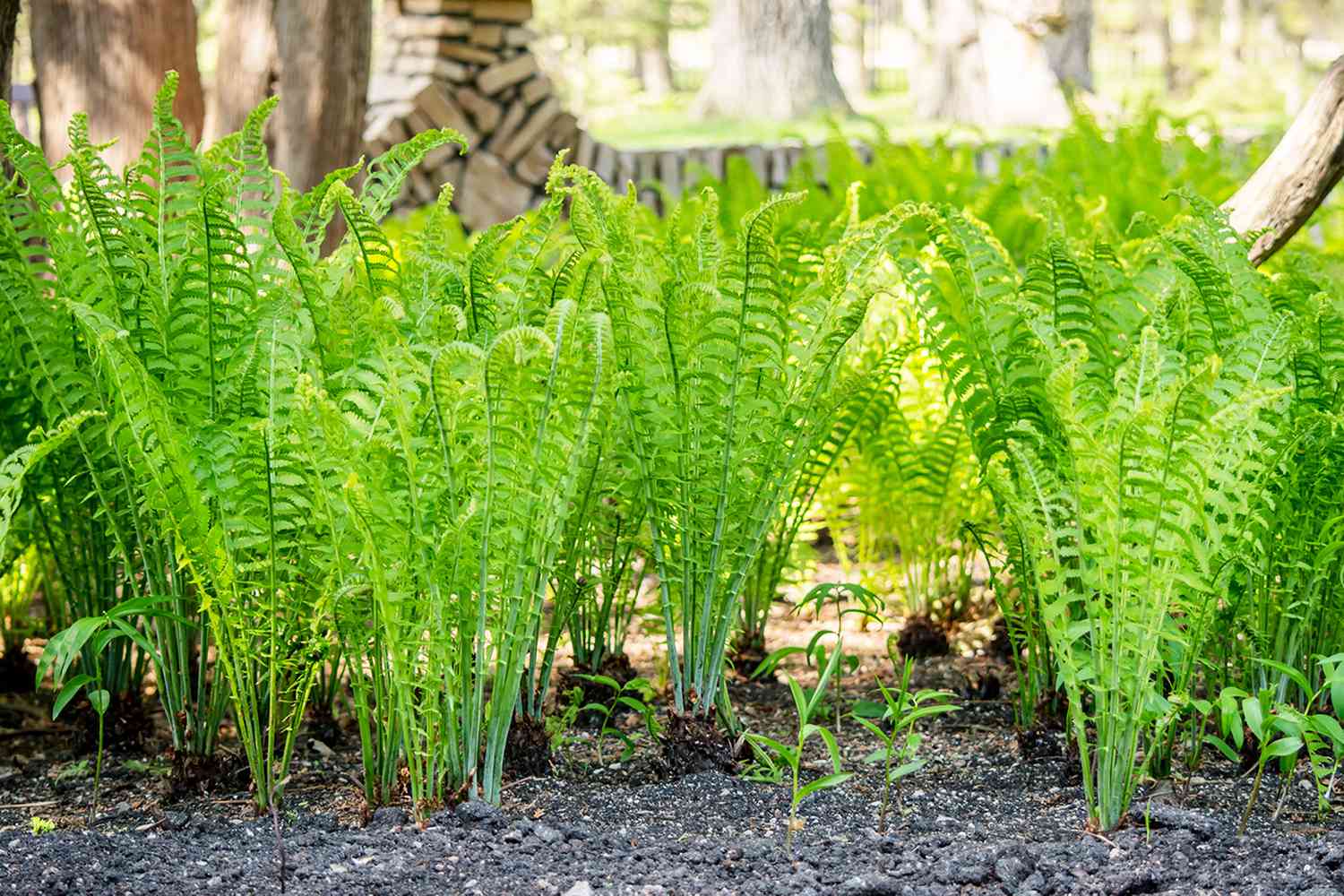 Ferns growing in garden