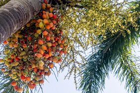 Close up low angle view date palm tree in Florida