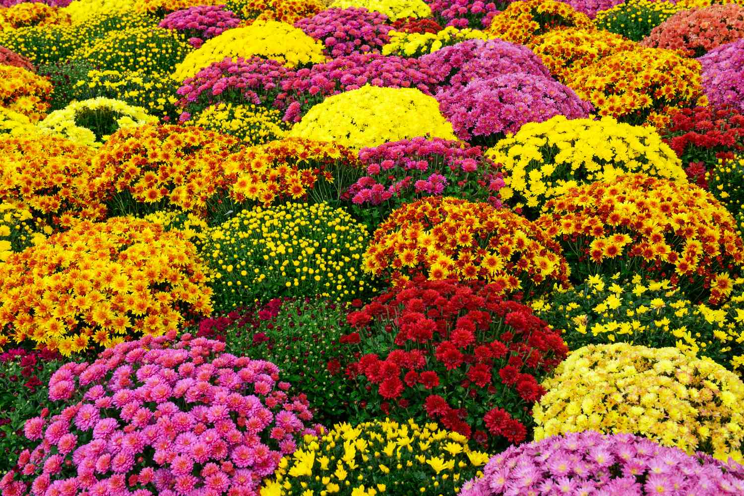 Colorful Mums in the garden