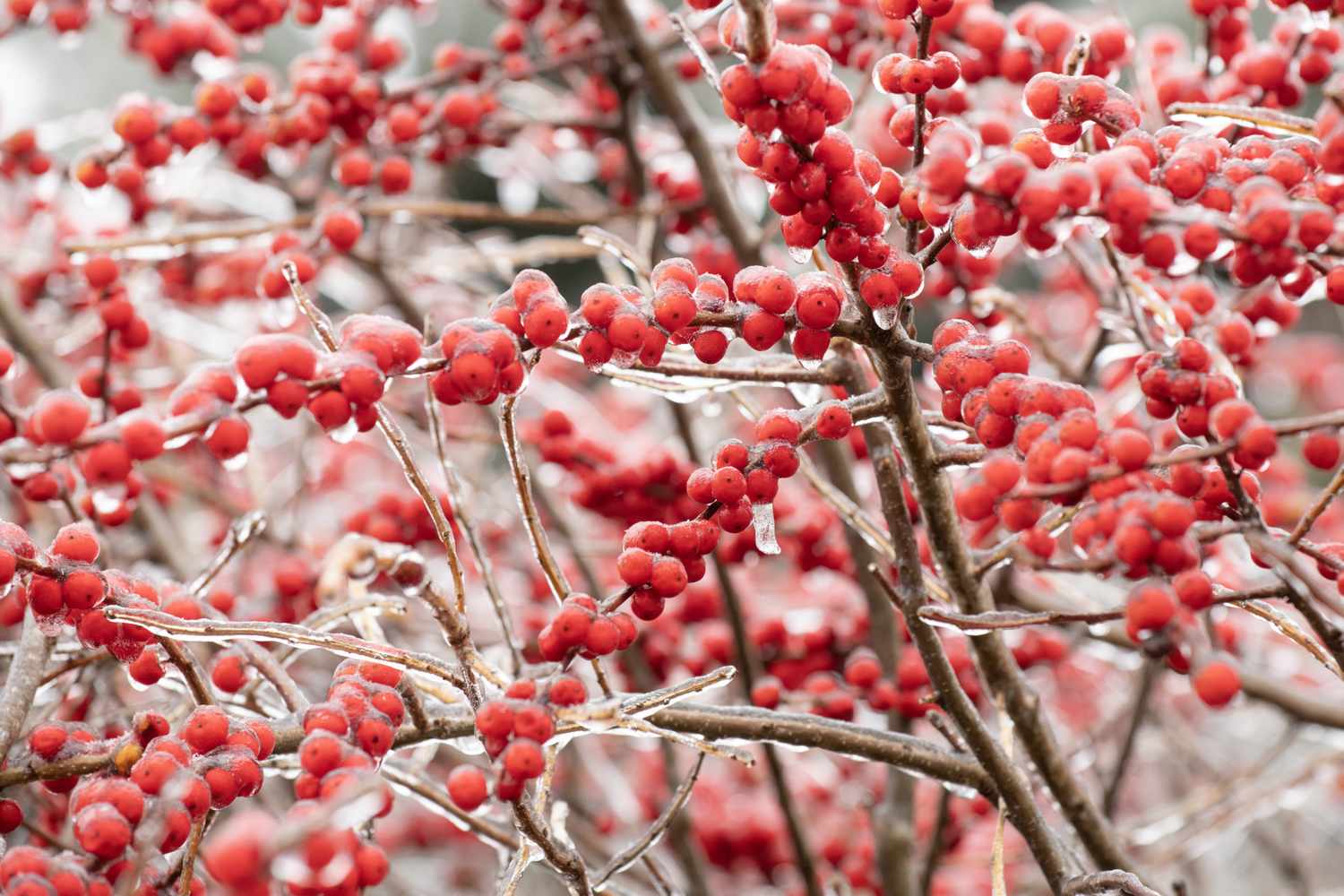 Branches laden with clusters of red berries in a wintery setting