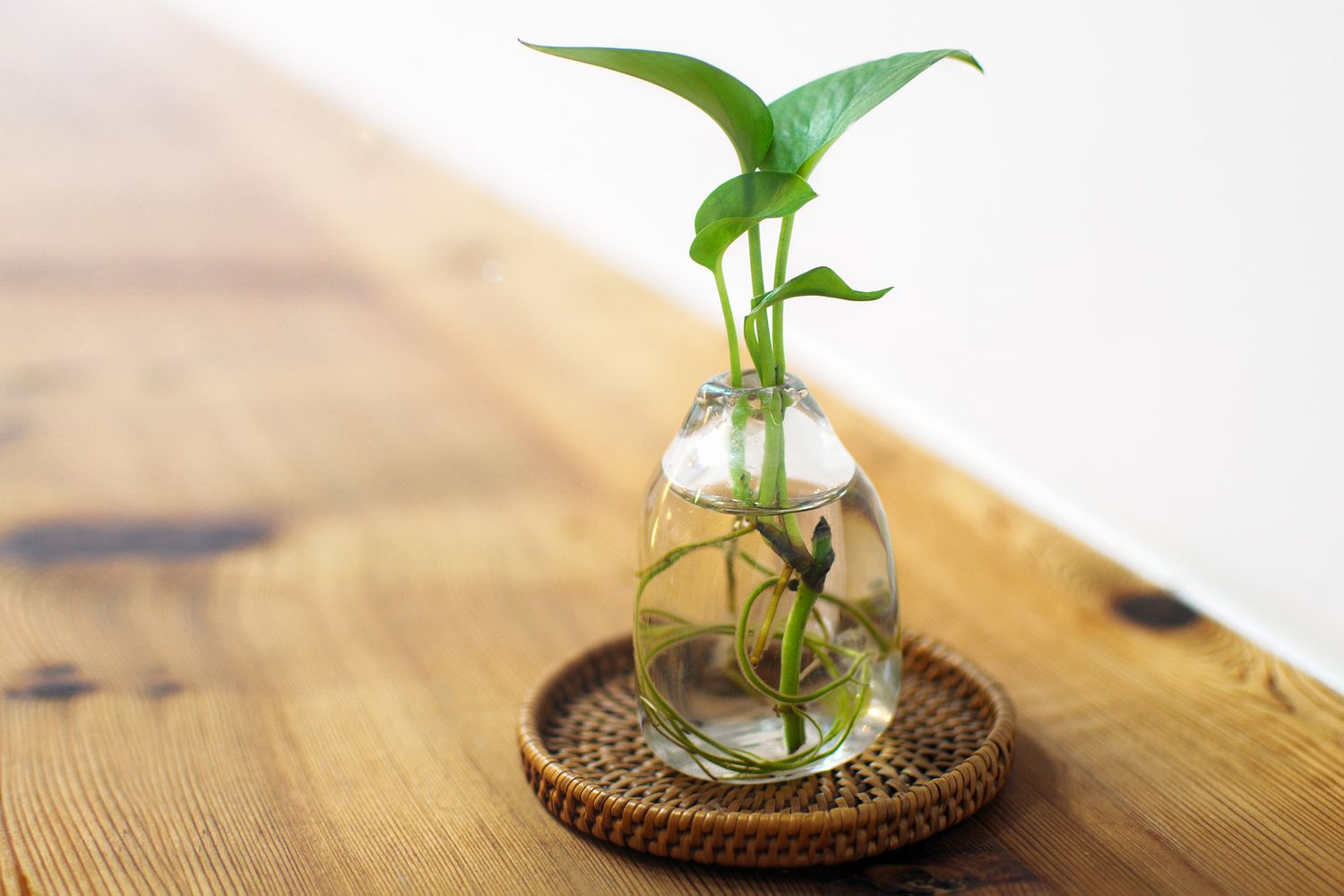 pothos plant growing in water vase