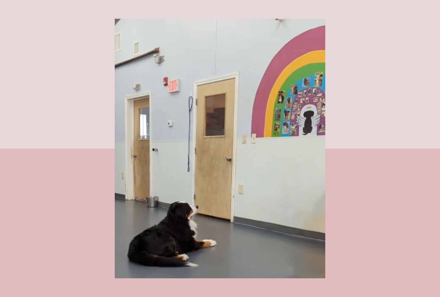 Dog looking at rainbow bridge photos