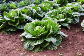 Cabbage growing in the garden