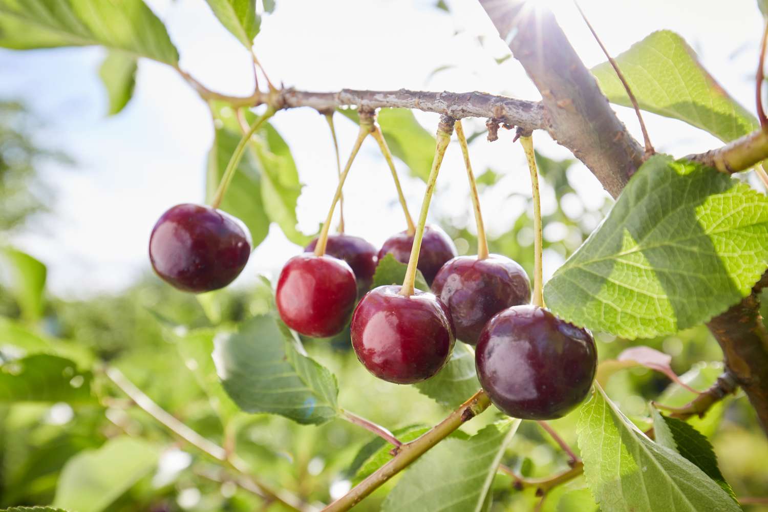 A cluster of cherries hanging on a tree branch
