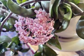 Cluster of flowers on a succulent vine