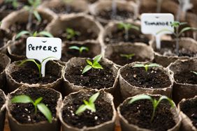 Seedlings of plants labeled as peppers and tomatoes growing in biodegradable pots on a tray
