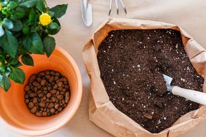 A bag of potting soil with a trowel a potted plant and small clay pellets on a table