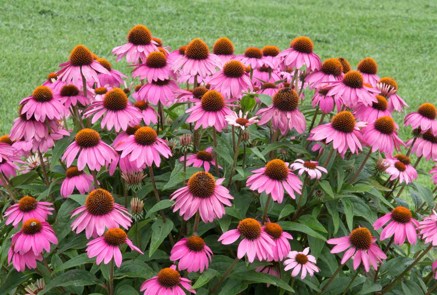Group of coneflowers in a garden