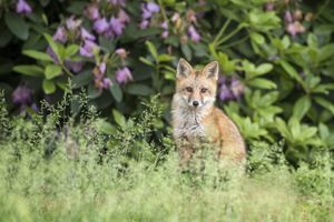 A fox standing in front of leafy bushes and flowers