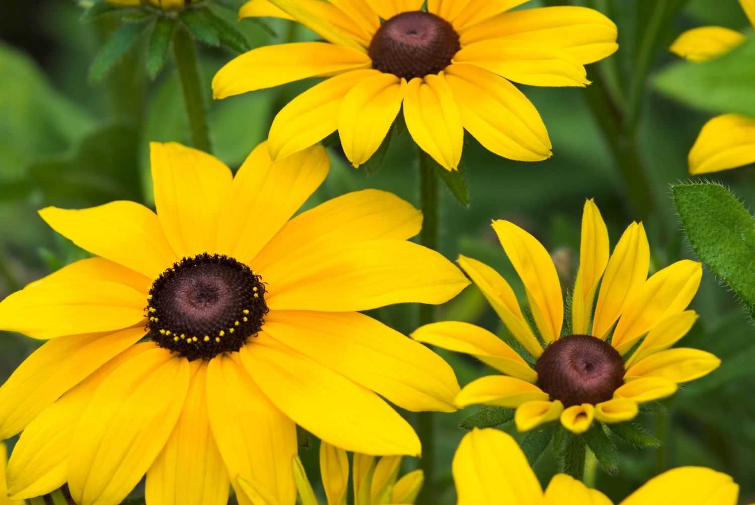 black-eyed susan flowers