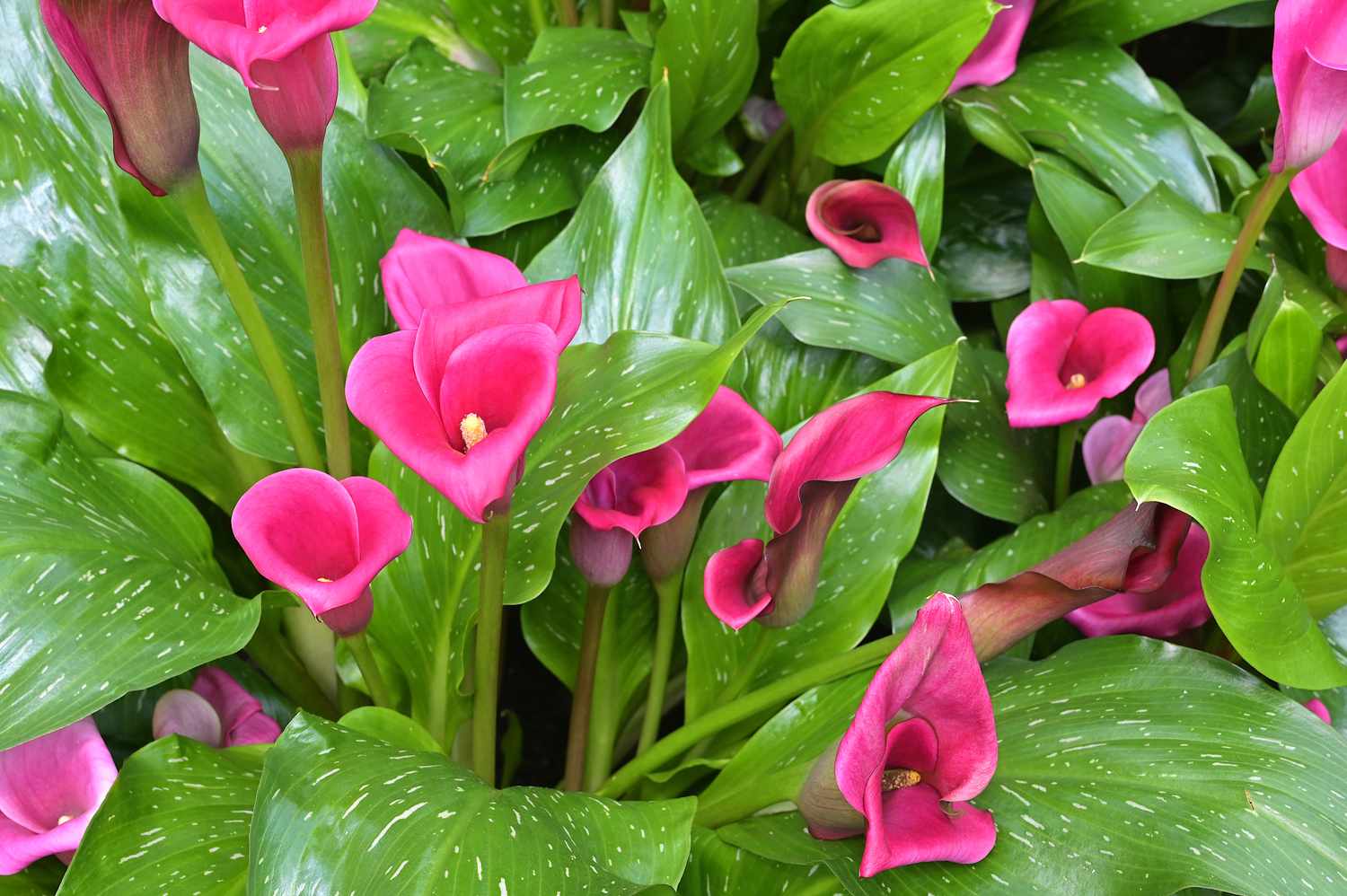 Also known as arum or calla lily, the colorful flowers & leaves of Zantedeschia & cultivars are greatly valued & commonly grown as ornamental plants