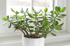 jade plant in a white pot with a window in background