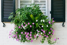 Close-up of colorful petunias in window box adorning house exterior