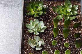 succulents