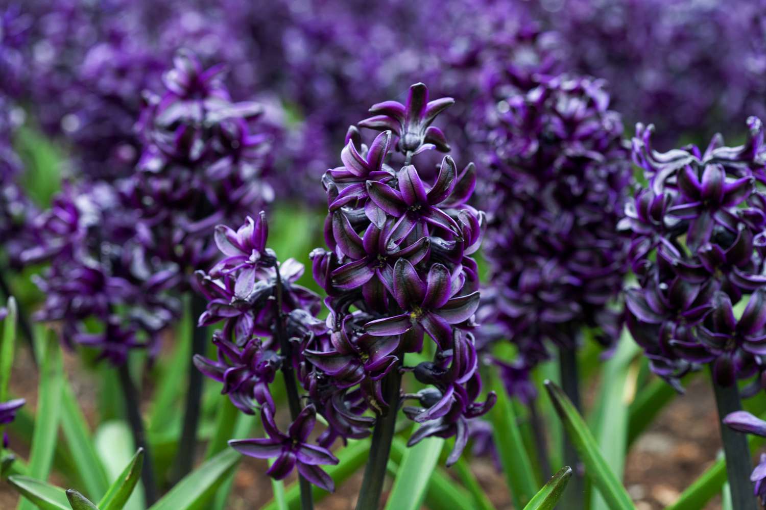 Hyacinth purple-black midnight mystic