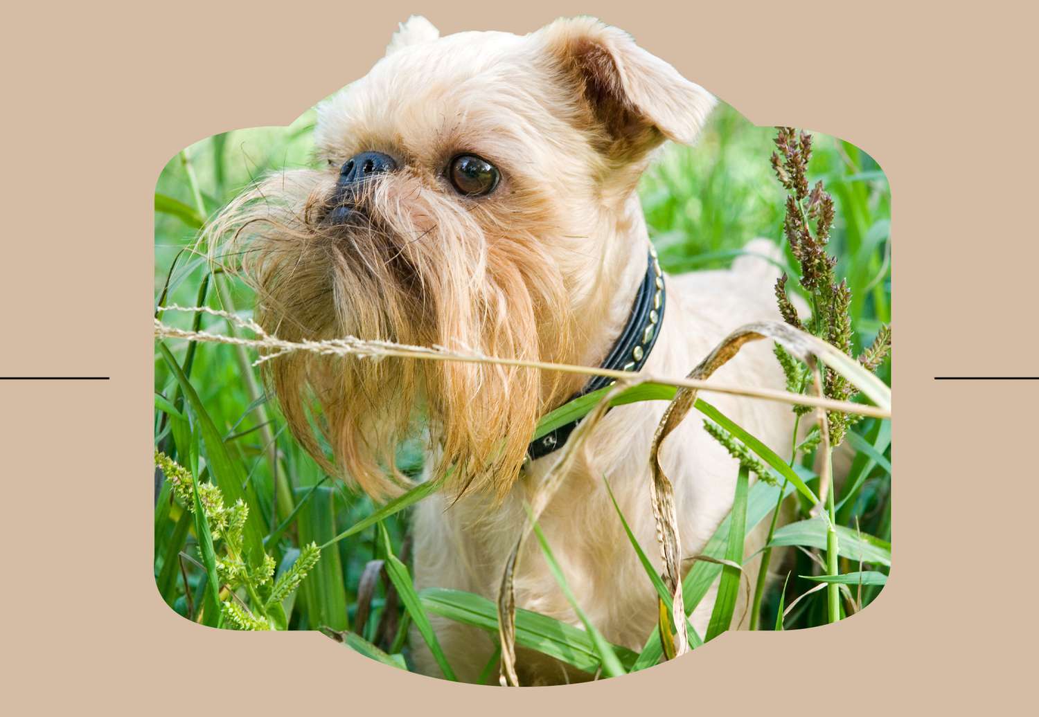 Brussels Griffon