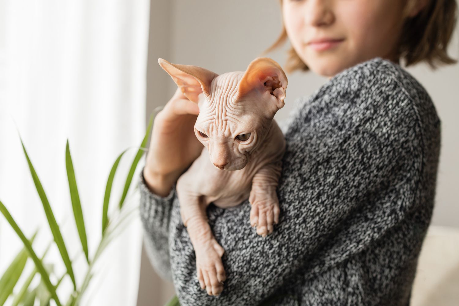 Sphynx cat
