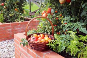 A wicker basket filled with tomatoes placed on a garden brick wall surrounded by tomato plants and foliage