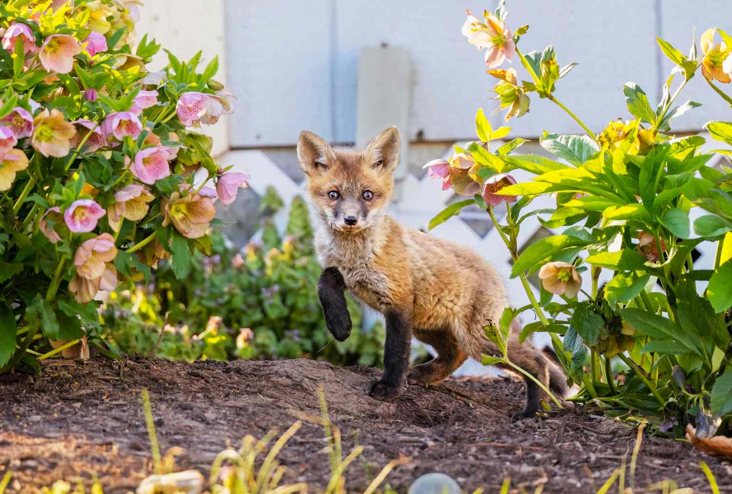 A baby fox standing in a garden with flowers and greenery around
