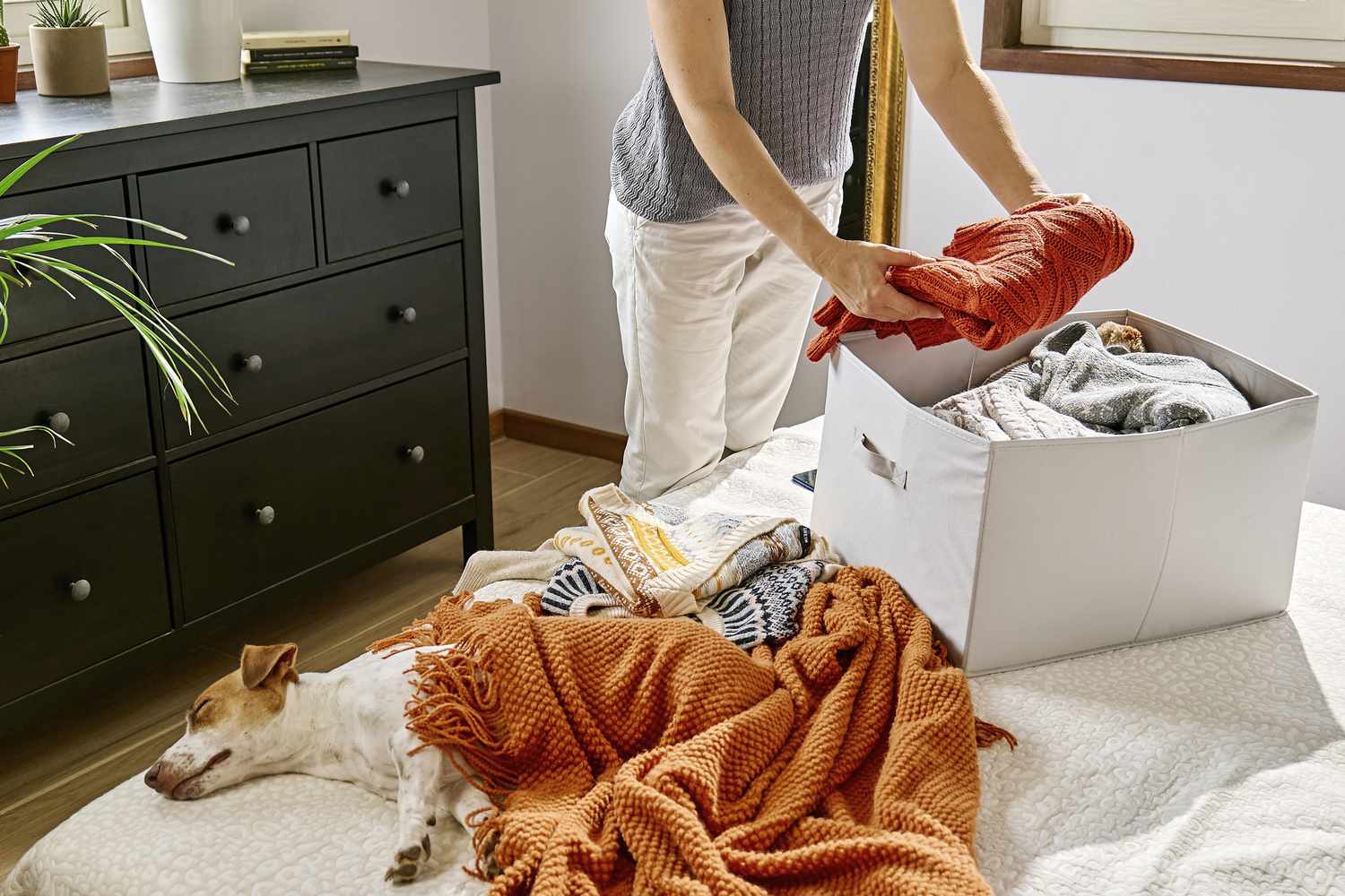 Person organizing clothes into a box on a bed with a dog lying nearby surrounded by a blanket