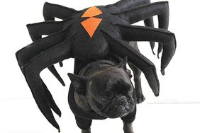 msd104948_sip_hal_09_nspiderdog_vert