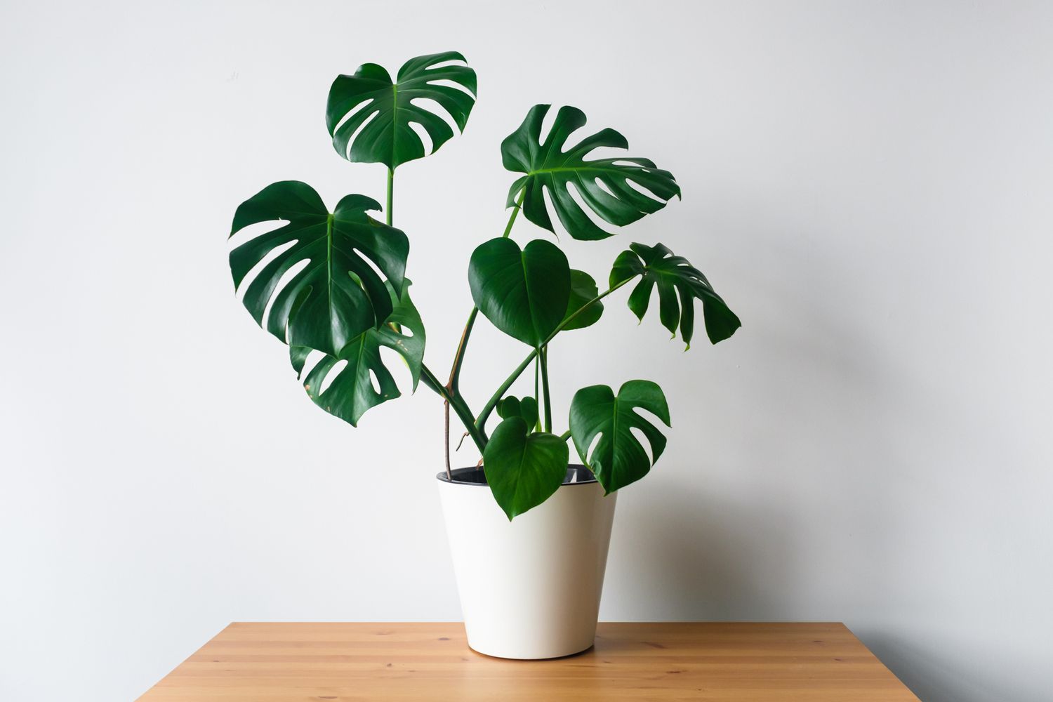 A vining Monstera Deliciosa with dark green fenestrated leaves in a white pot atop a light wood table.