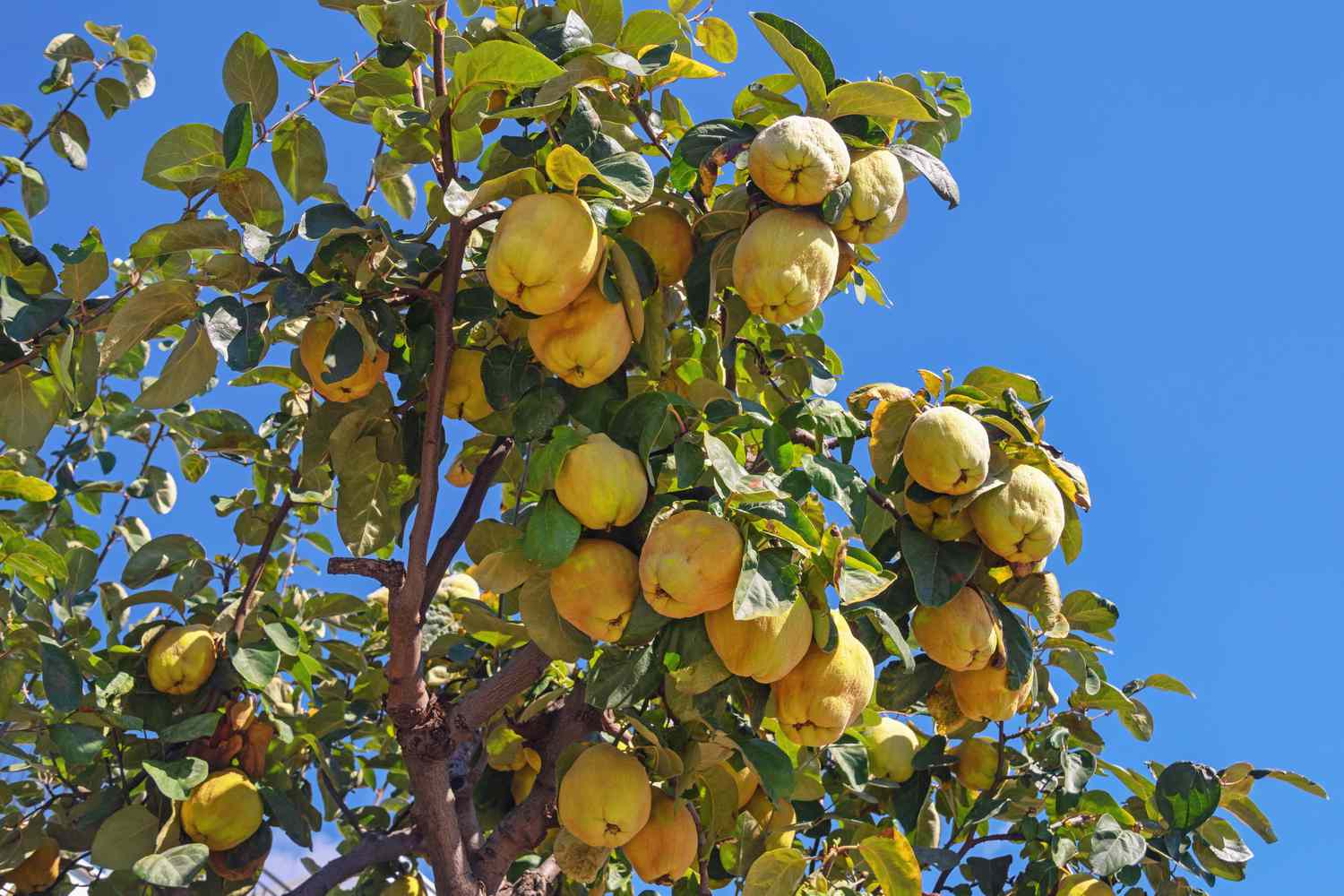 Quince tree