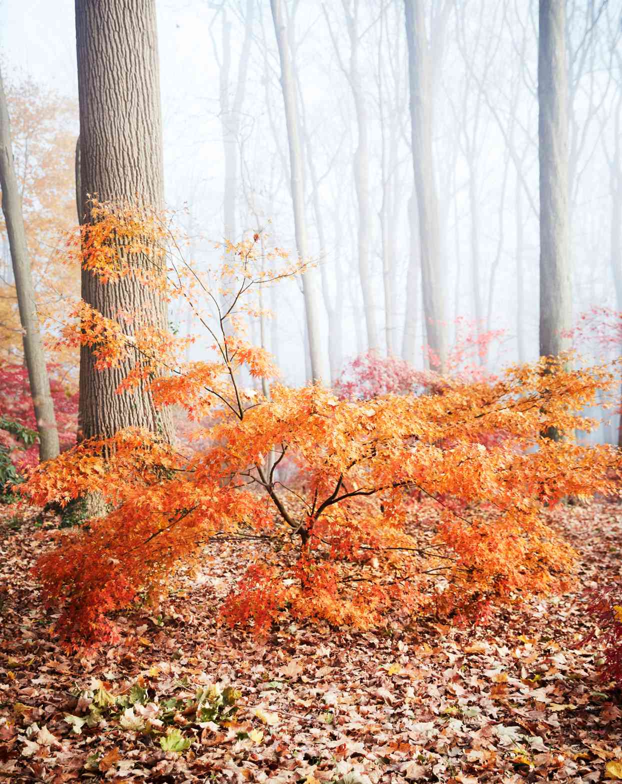 orange japanese maple tree in forest