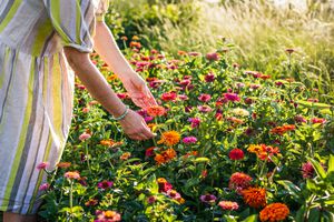 woman picking flowers for bouquet