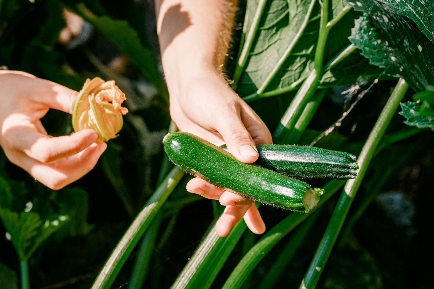 Close up of two freshly picked zucchini in the hands of a women who is harvesting a large backyard garden