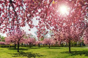 A park with blooming cherry blossom trees and sunlight filtering through the branches creating a serene atmosphere
