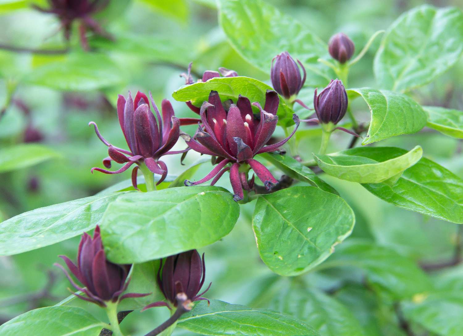 sweetshrub plant with dark purple blooms