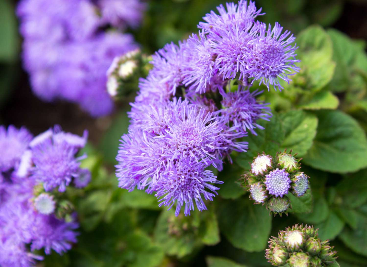 purple floss flowers 