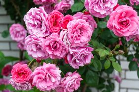 A cluster of blooming roses on a bush with green leaves