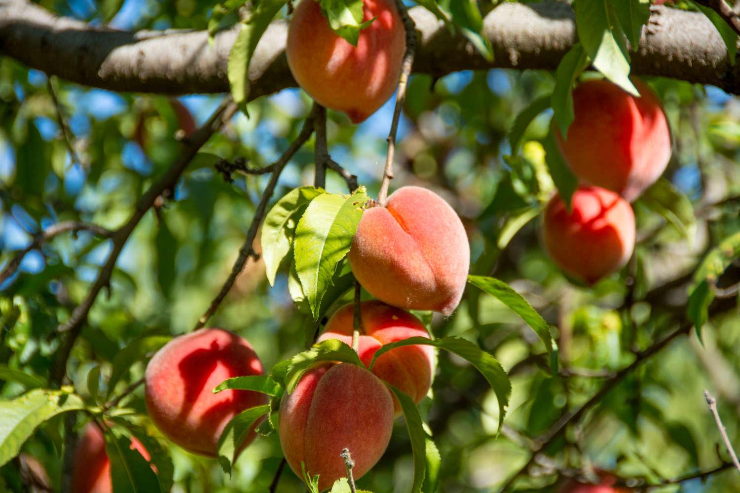 Ripe peaches hang from tree ready for harvest