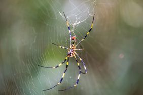 Trichonephila clavata (Joro spider) on the spider web