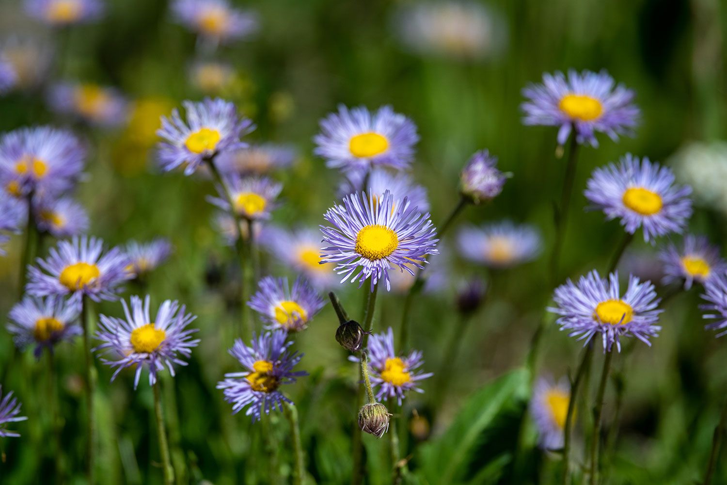Prairie Aster