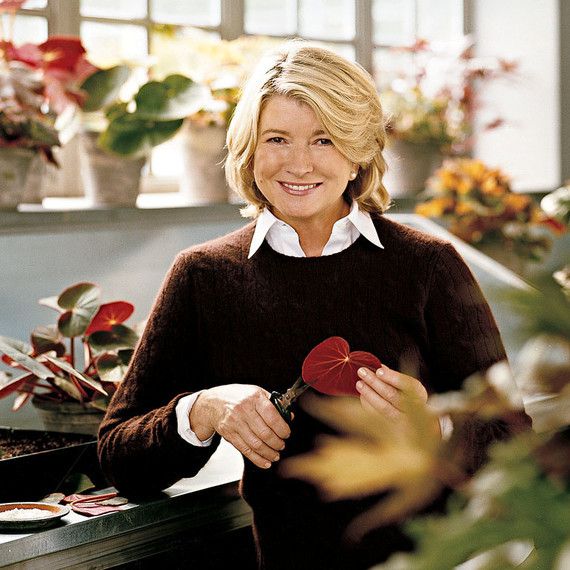 martha propagating begonias