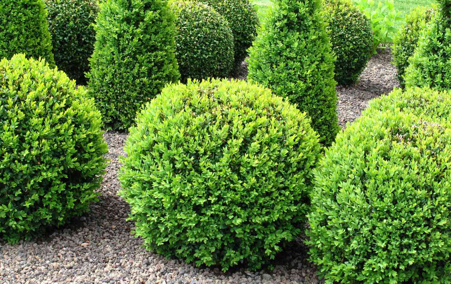 Sprinter boxwood