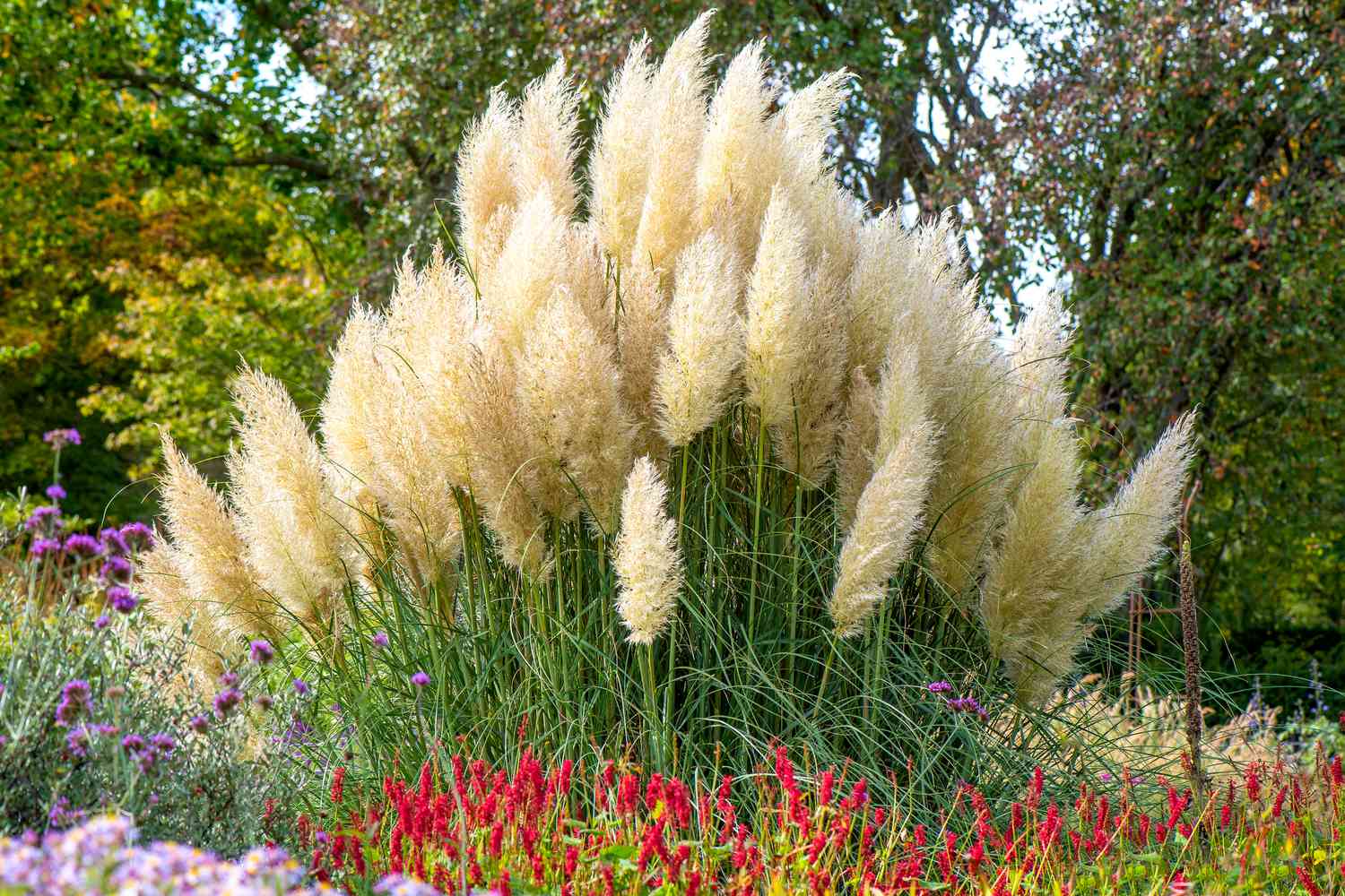 Pampas Grass