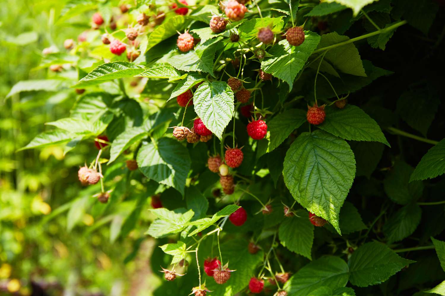 raspberry bush
