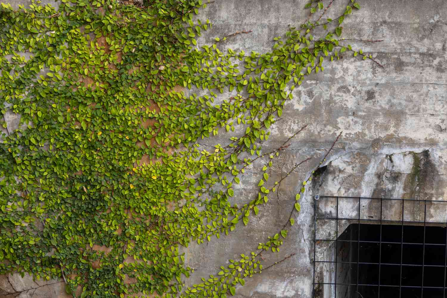a garden wall with climbing vines