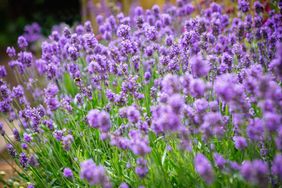 A field of lavender flowers in bloom