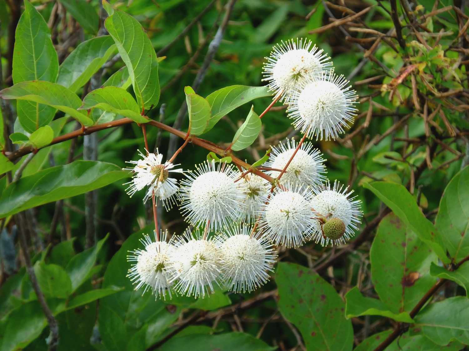 buttonbush