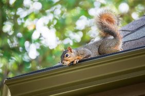 Squirrel on a roof edge in a green outdoor setting