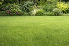 Green lawn with a background of shrubs and flowers in a garden