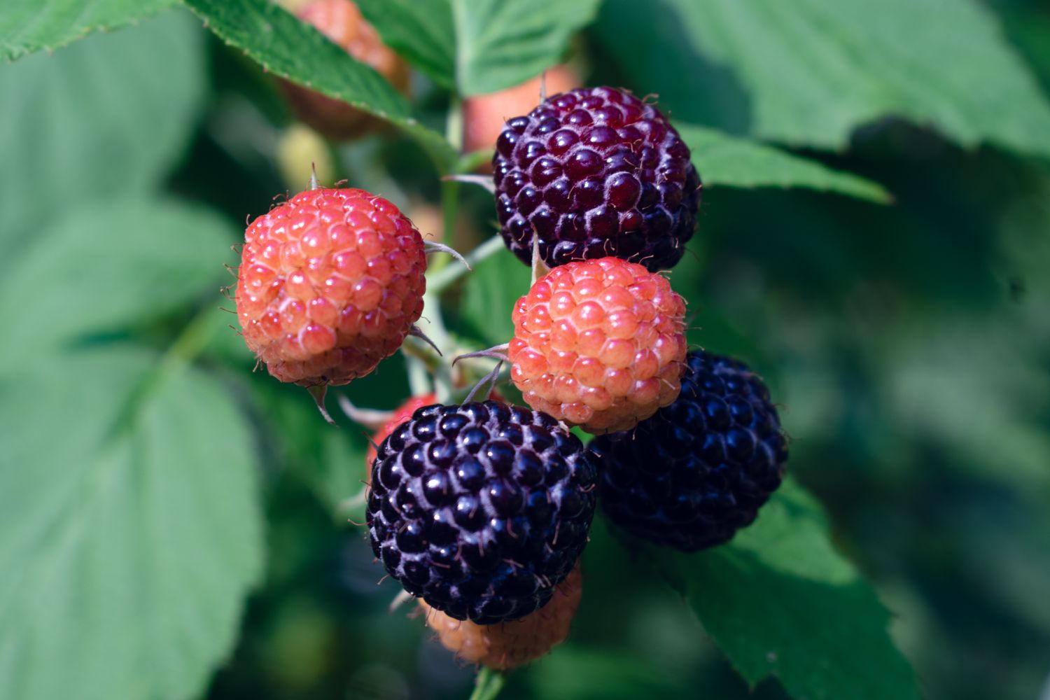 black raspberries